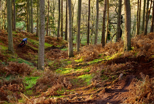 Exploring Cannock Chase on Two Wheels: A Guide to Mountain Biking the Monkey Trail and Follow the Dog